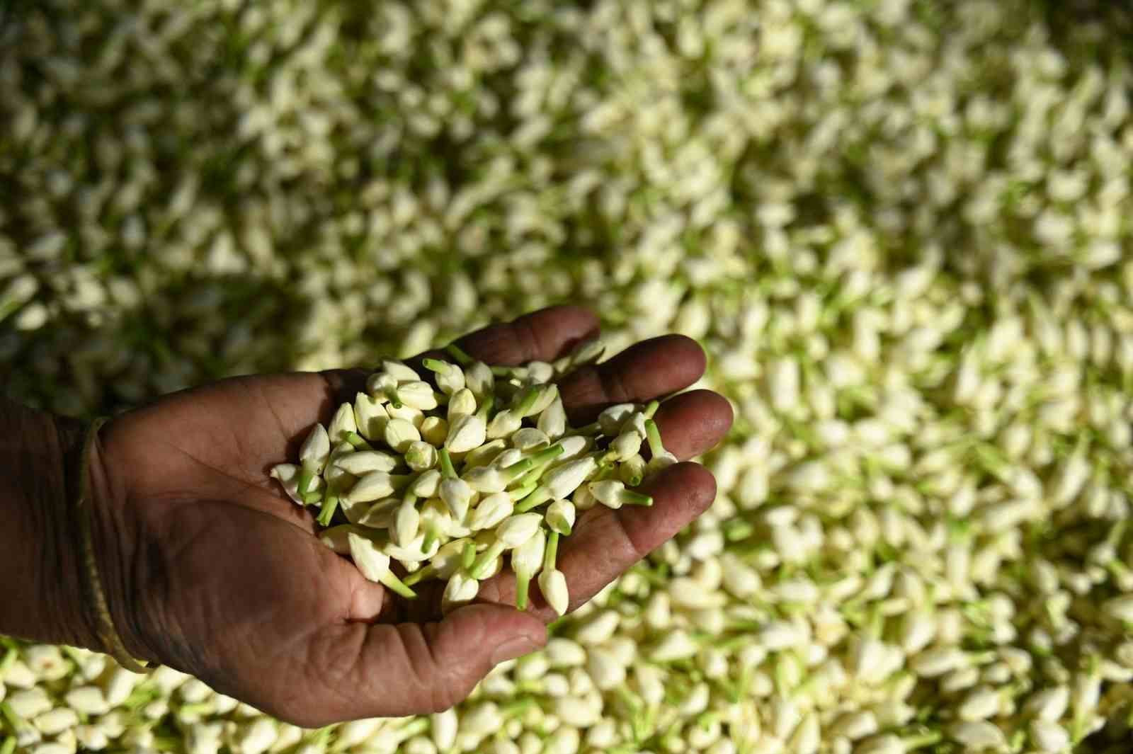 A farmer displays jasmine flowers after harvesting from a farmland on the outskirts of Madurai, India, June 27, 2023 (R. SATISH BABU/AFP via Getty Images)